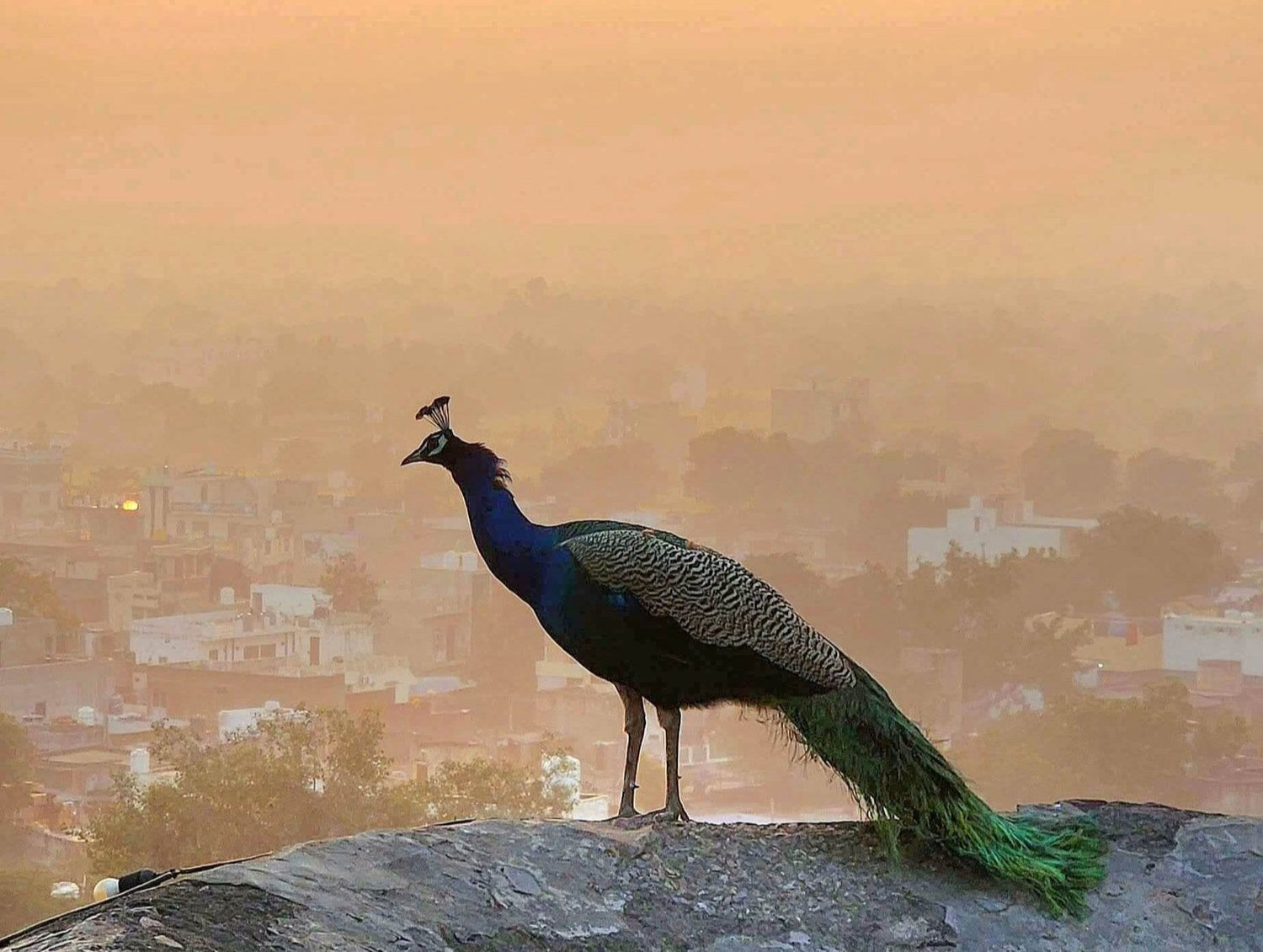 Indian Peacock